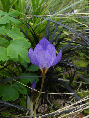 2021-09-20 Crocus speciosus 'Cassiope' 1.jpg