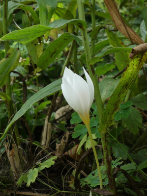 2021-09-20 Crocus speciosus 'Albus' 1.jpg