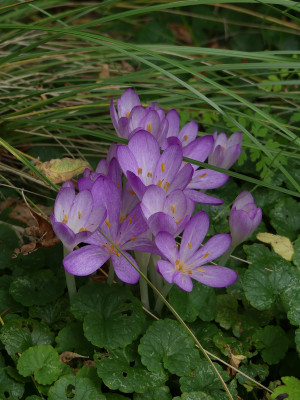 2021-09-20 Colchicum.jpg