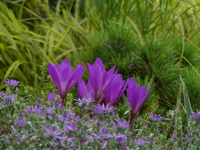 2021-09-20 Gartenimpressionen 9.jpg