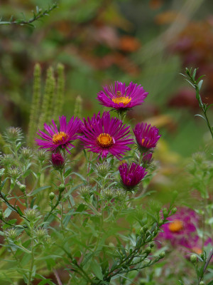 2021-09-20 Aster 'James Richie'.jpg