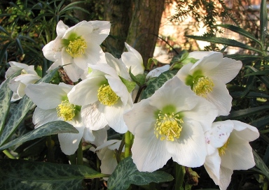 _7637_Helleborus_niger_60.JPG