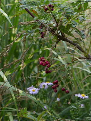 2021-09-20 Gartenimpressionen 5.jpg