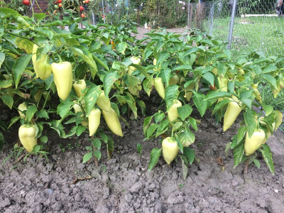 Paprika 20210820.JPG