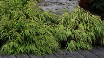 IMG_5013ALLGOLD+STRIPEITRICH.JPG