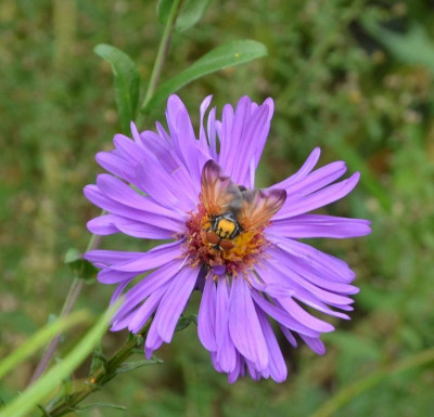 Insekten-Raupenfliege.21-2a.jpg