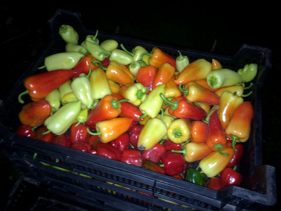 Paprika 210912.JPG