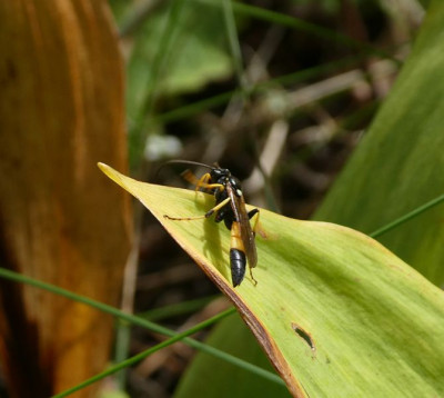 Ichneumon extensorius 210916.jpg