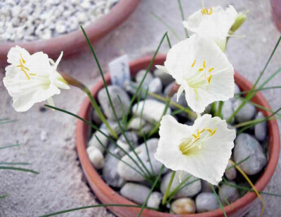 Narcissus_cantabricus_var._petunioides_2008-02-10.JPG