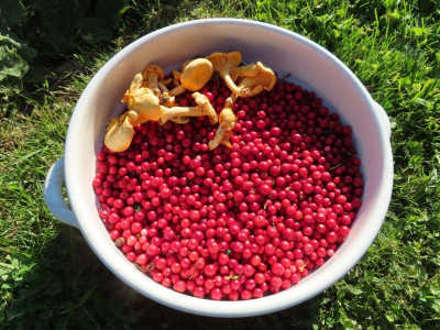 preiselbeeren.JPG