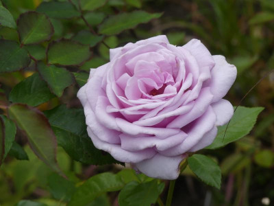 2021_0920SeptemberMitte10153.jpg