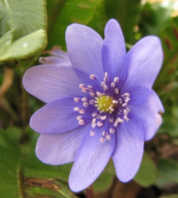 10.02.08_7800_Hepatica_x_ballardii.JPG