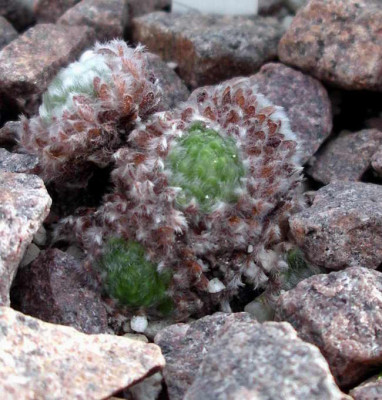 Androsace_robusta_ssp._purpurea2008-02-10.JPG