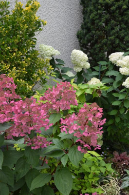 Hydrangea.Wims_Red.21-2.jpg