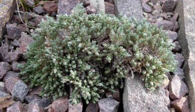 Phlox_bryoides_2008-02-10_.JPG