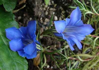 Gentiana sino ornata21.jpg