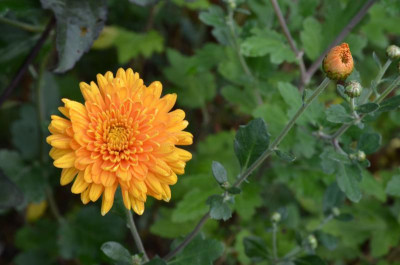 Chrysanthemum-DixterOrange.21-1.jpg