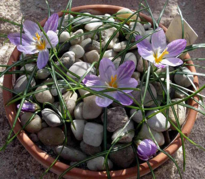 Crocus_laevigatus_fontenayi_2008-02-10.JPG