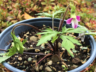 2021-09-22 Viola chaerophylloides Benizuru 1.jpg