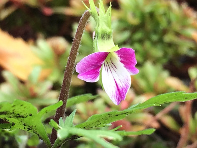 2021-09-22 Viola chaerophylloides Benizuru.jpg