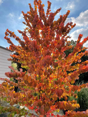 Cercidiphyllum japonicum herfstkleur 2021 (2).JPG