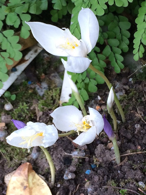 2021-09-22 Crocus banaticus.JPG
