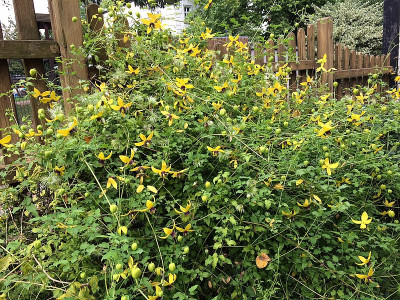 2021-09-22 Clematis Golden Tiara.JPG