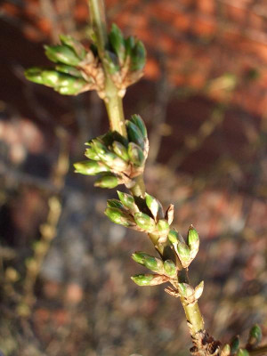 Gartenbilder_036.jpg