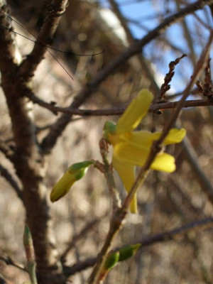 Gartenbilder_039.jpg
