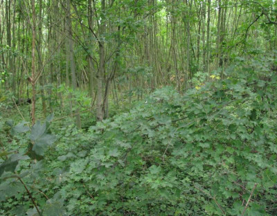 Zwischenablage0231.jpg