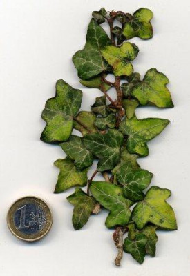 H.helix_Nigra_Aurea.jpg
