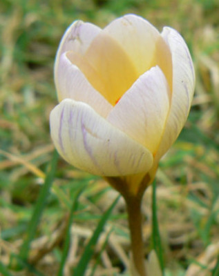 Krokus_08_02_10b.jpg
