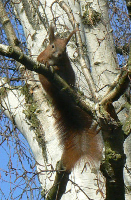 Eichhornchen_08_02_10a.jpg