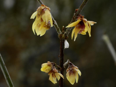 Chimonanthus praecox 2021-02-16 (4).JPG