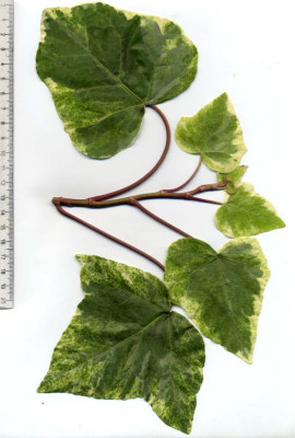 H.algeriensis_Margino_Maculata.jpg
