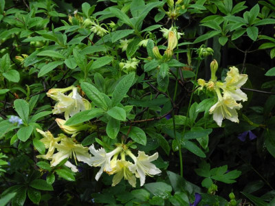 Azalea 'Daviesii' 2020-05-24 (1).JPG