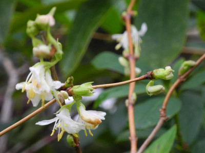 Lonicera x purpusii 2020-01-14 Heckenkirsche (3).JPG