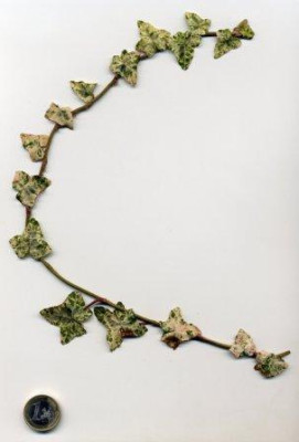 H.helix_Minor_Marmorata.jpg