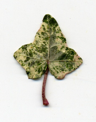 H.helix_Minor_Marmorata_1.jpg