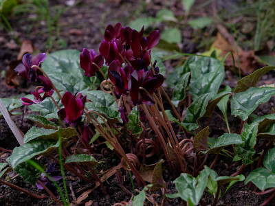 DSC_2981_DxO.jpg