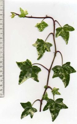 H.helix_Pittsburgh_Variegata.jpg