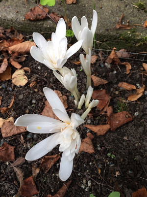 2021-09-22 Colchicum.JPG