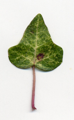 H.helix_Fantasia.jpg