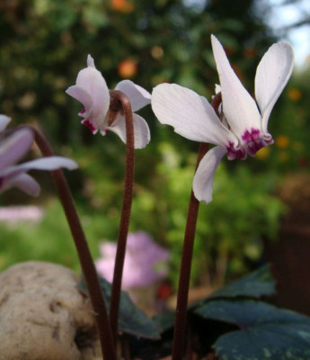Cyclamen cyprium21-4.jpg