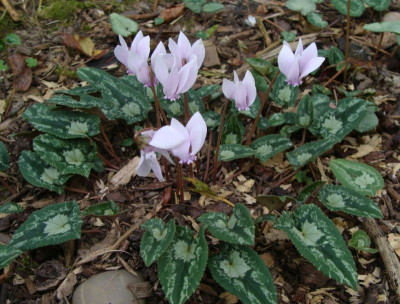 Cyclamen hederifolium 21-3.jpg