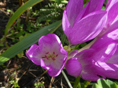 P1130319.JPG