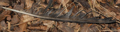 Vogelfeder-542-klein.jpg