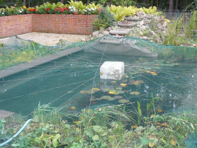 Teich 011.jpg