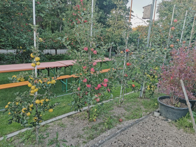 apfel 210924.jpg