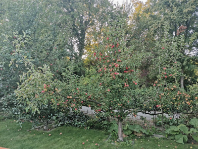Pinova 210924.jpg